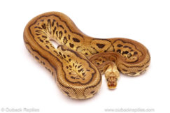 ball python for sale