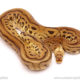 ball python for sale