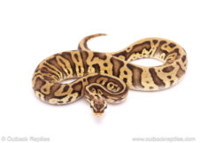 ball python for sale