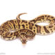 ball python for sale