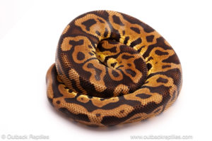 ball python for sale
