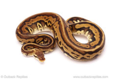 ball python for sale