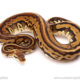 ball python for sale