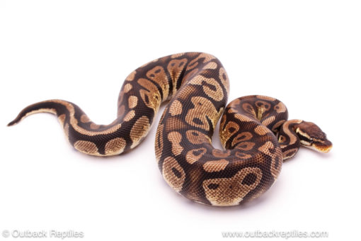 Pastel Sable het DG ball python sale