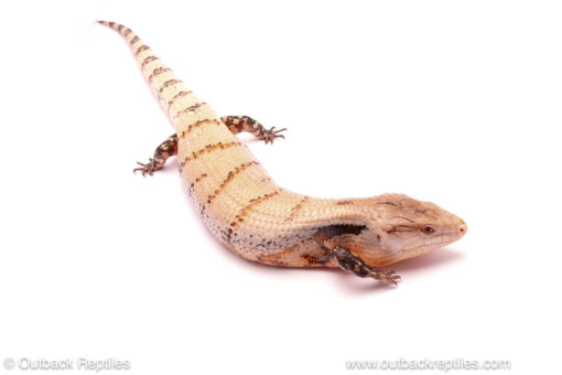 Merauke Blue tongue skink for sale