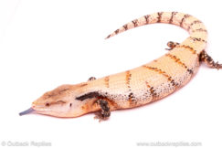 Merauke Blue tongue skink for sale
