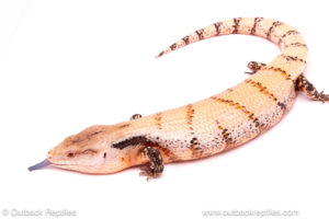 Merauke Blue tongue skink for sale