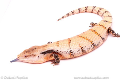 Merauke Blue tongue skink for sale