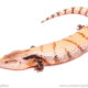 Merauke Blue tongue skink for sale