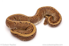 ball python for sale