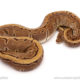 ball python for sale