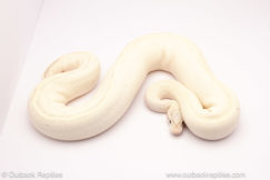 ball python for sale