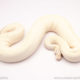 ball python for sale