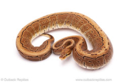 ball python for sale