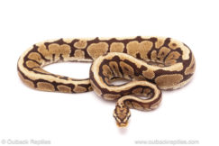 ball python for sale