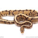 ball python for sale