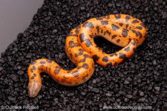 sunburst saharan sand boa for sale