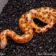 sunburst saharan sand boa for sale