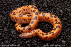 sunburst saharan sand boa for sale