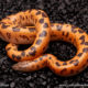 sunburst saharan sand boa for sale