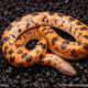sunburst saharan sand boa for sale