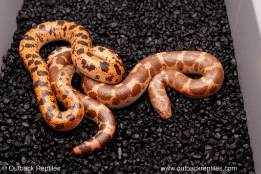 Hypo saharan sand boa for sale