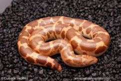Hypo saharan sand boa for sale