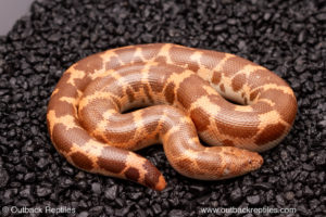 Hypo saharan sand boa for sale