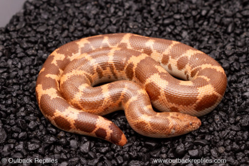 Hypo saharan sand boa for sale