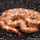 Hypo saharan sand boa for sale