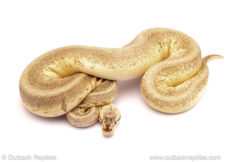 ball python for sale