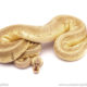 ball python for sale