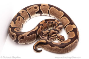 ball python for sale