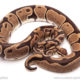 ball python for sale