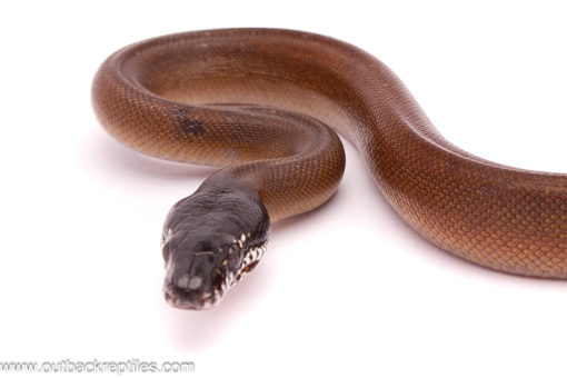 white lipped python for sale