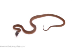 white lipped python for sale