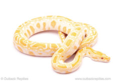 albino burmese python for sale