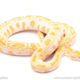albino burmese python for sale