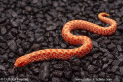 albino hognose snake for sale