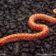 albino hognose snake for sale