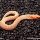 albino super conda hognose snake for sale