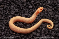 albino super conda hognose snake for sale