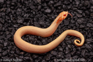 albino super conda hognose snake for sale