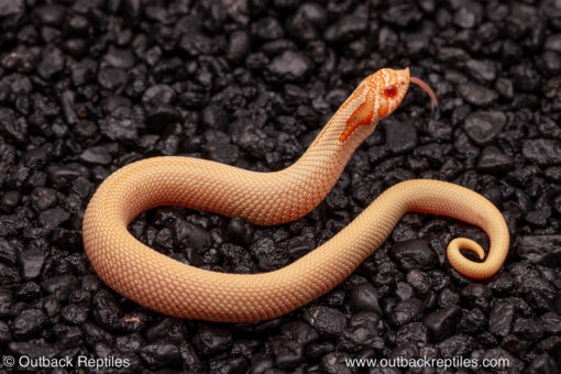 albino super conda hognose snake for sale
