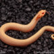 albino super conda hognose snake for sale