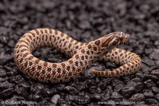 Arctic het albino hognose snake for sale