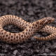 Arctic het albino hognose snake for sale