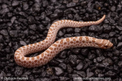 arctic toffee hognose snake for sale