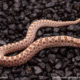 arctic toffee hognose snake for sale