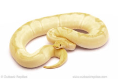 banana enchi clown ball python for sale